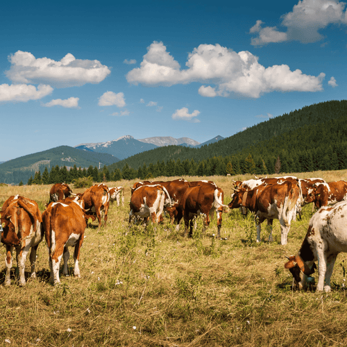 Tallow Food: Rediscovering a Timeless Cooking Staple